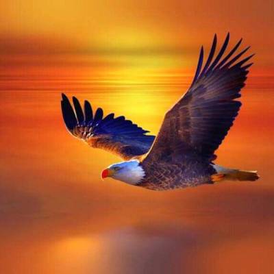 Sky Dove